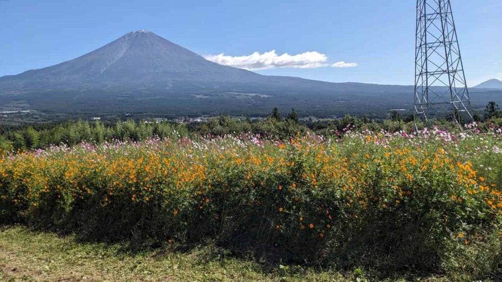 白糸自然公園の花と富士山