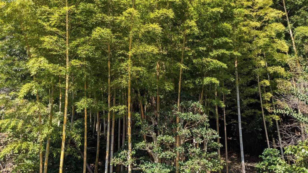 竹採公園の竹林