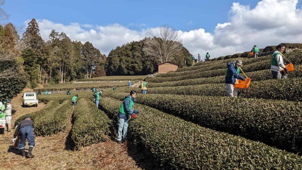 『お茶で静岡を美しく。』