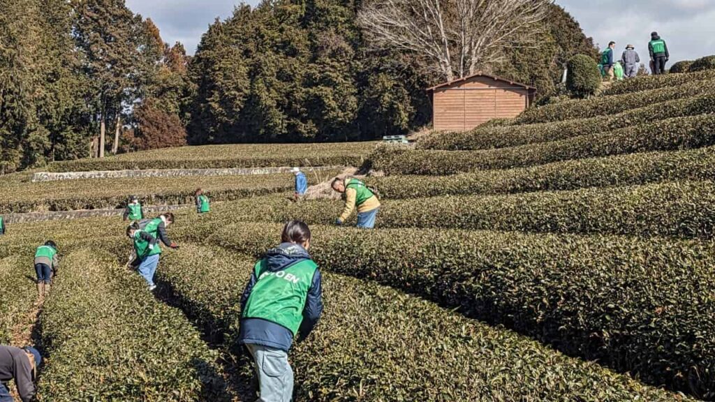 『お茶で静岡を美しく。』