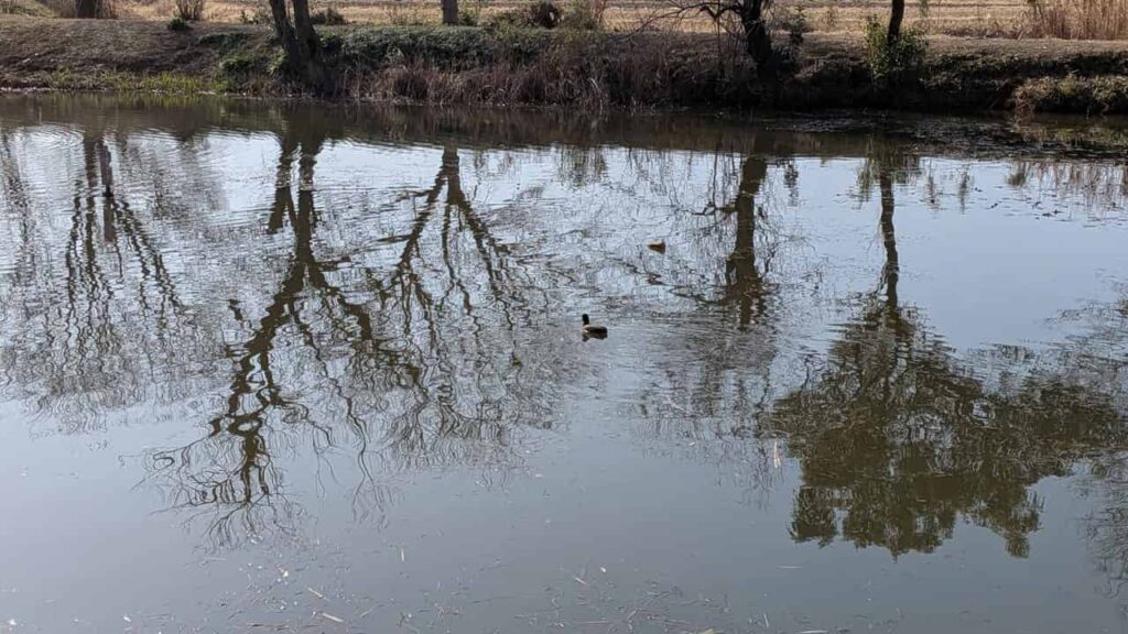 浮島沼釣り場公園・赤ドブ池