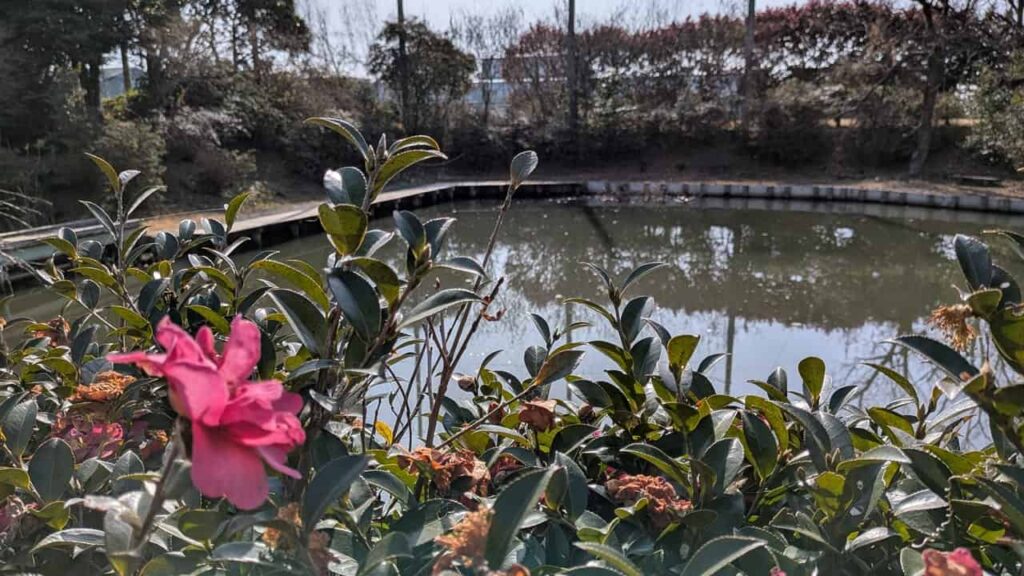 浮島沼釣り場公園・静岡県富士市中里