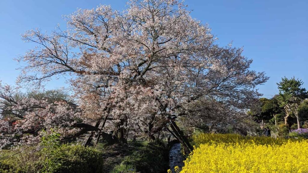 狩宿の下馬ザクラ