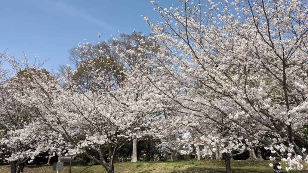 広見公園の芝生広場の桜並木