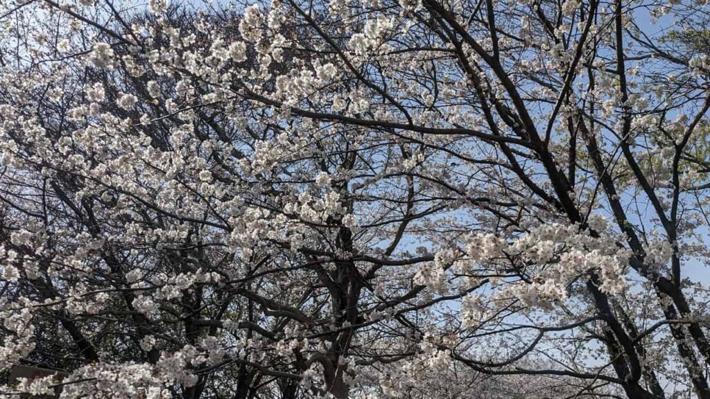 広見公園の芝生広場の桜満開