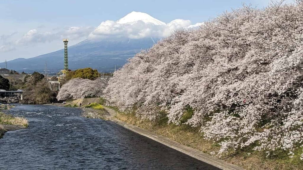 龍巌淵の桜並木(富士市)