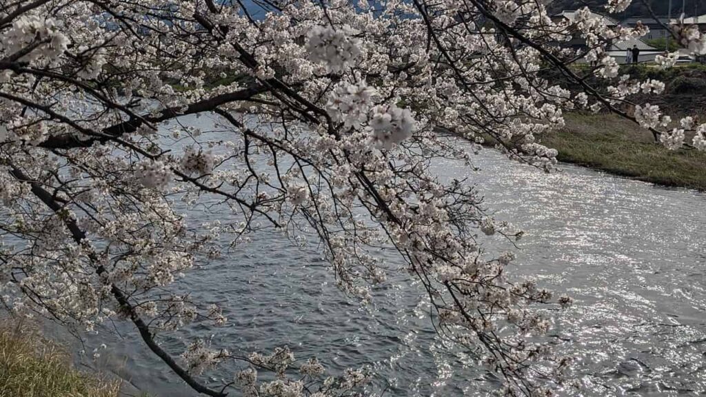 龍巌淵の桜並木の満開
