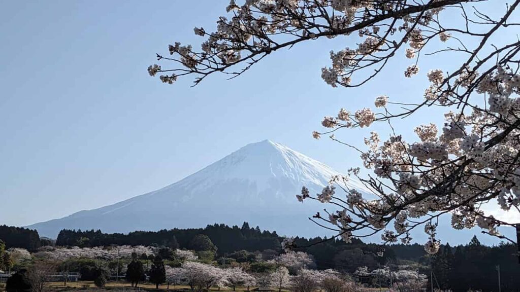 大石寺の桜