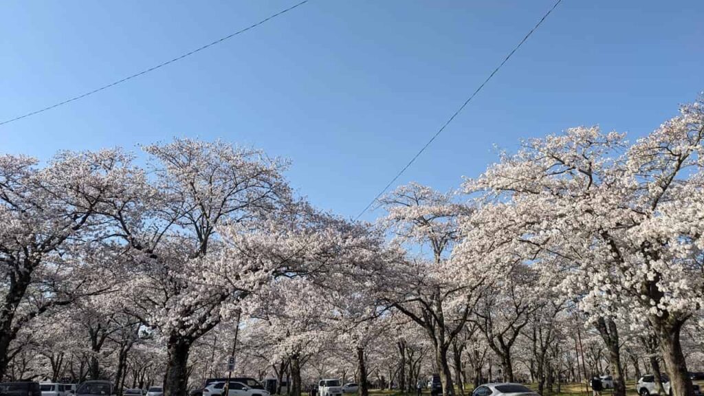 大石寺の桜並木