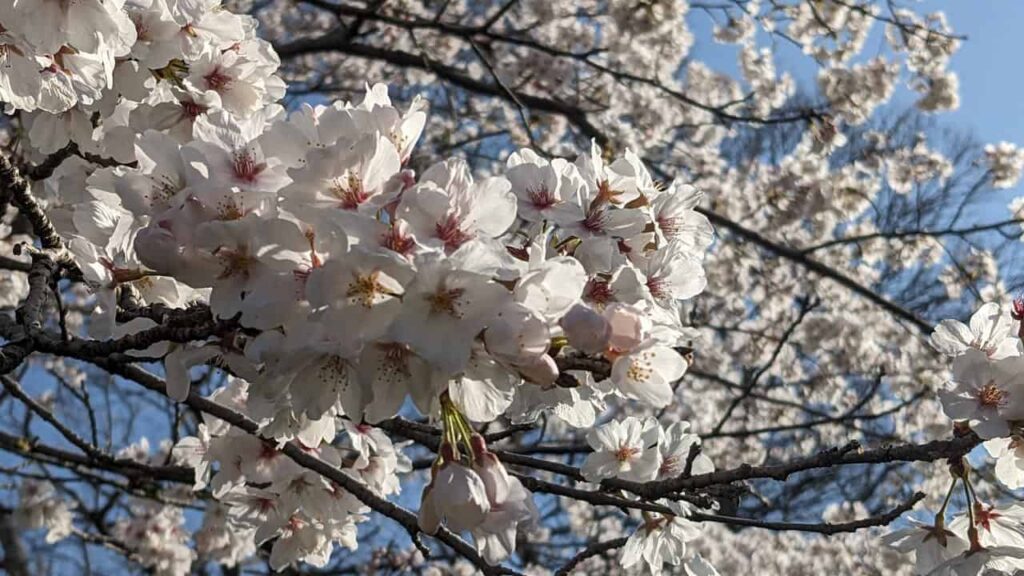 潤井川河川敷の桜満開