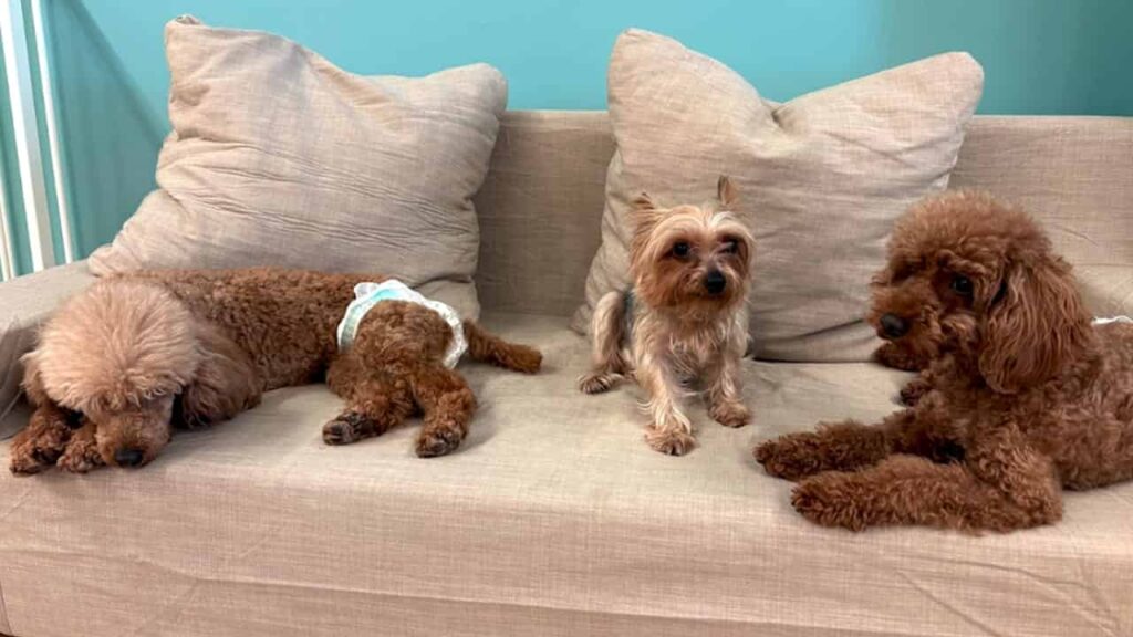 ANELLA CAFE 富士宇東川東町店