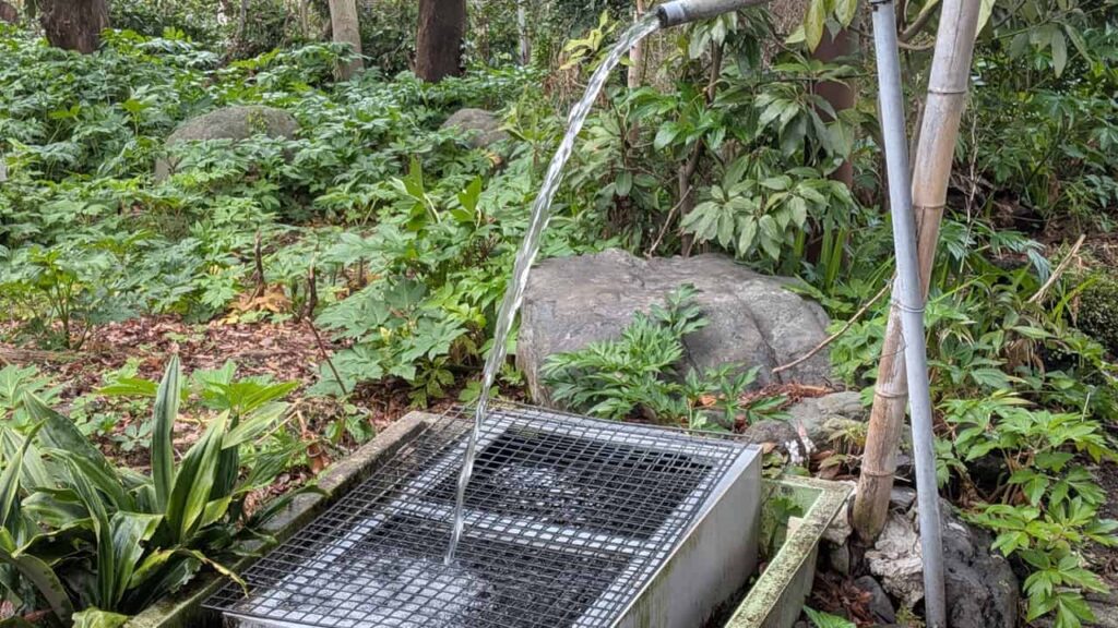 涌水で作る自家製のせりや明日葉が魅力