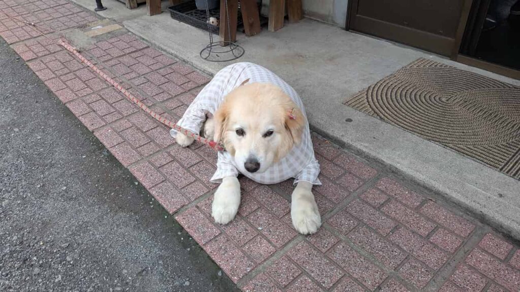 看板犬のセラちゃん