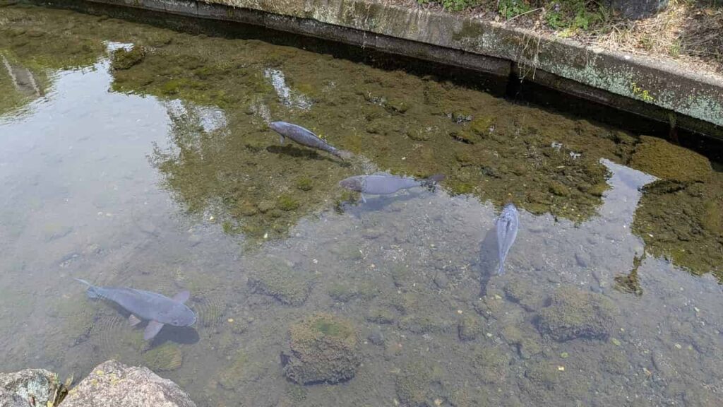泉の郷湧水公園