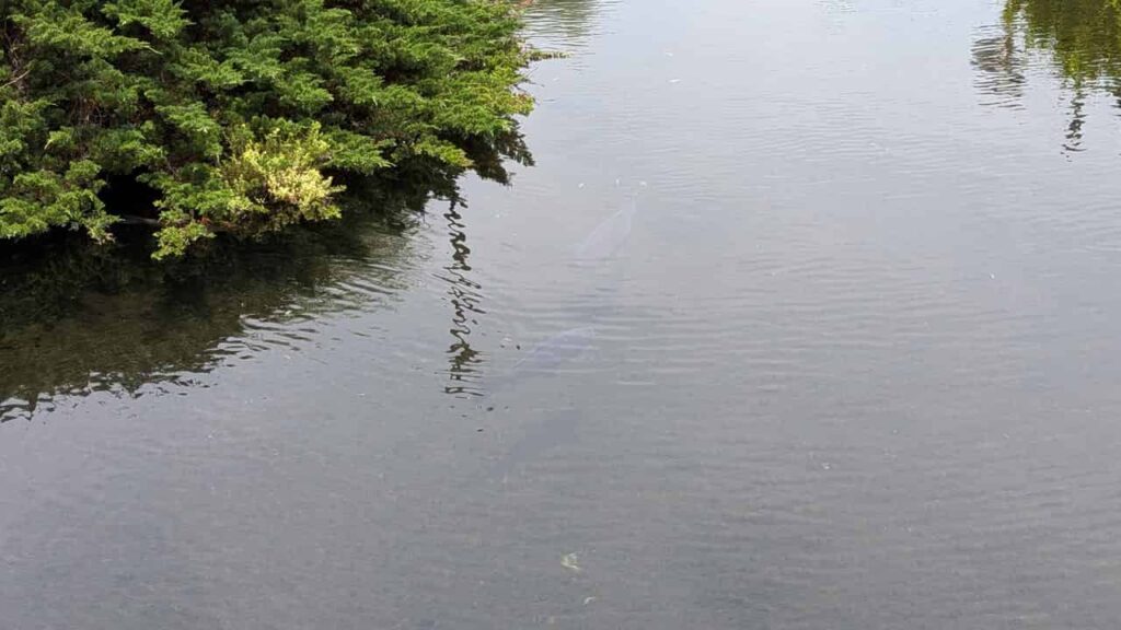 泉の郷湧水公園・富士市