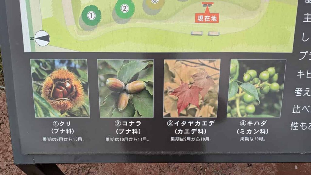 大鹿窪遺跡・富士宮市